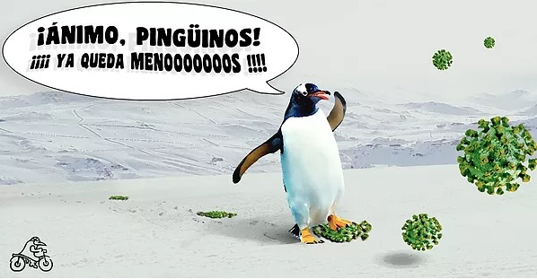 Imagen de pingüinos 2021 animando