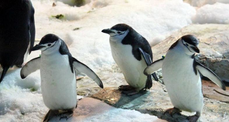 Pingüinos en Faunia